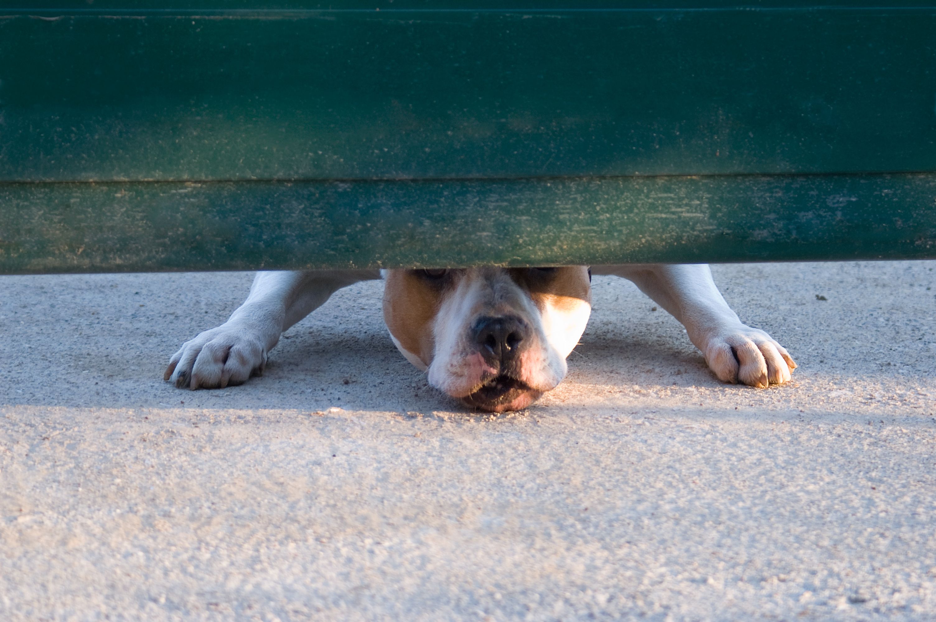 Dog sticking its snout under a fence